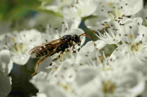 Réf. 190 192 : Polistes nimpha